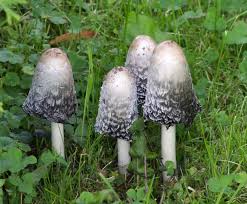Image result for Coprinus comatus
