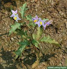 Image result for Solanum tettense