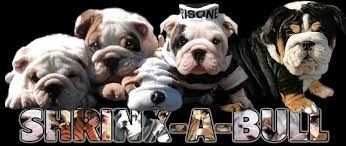 About us or our french bulldogs, just give us a call. Shrinkabull S Home Brew Jax English Bulldog