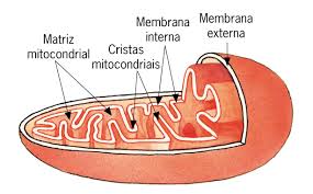 MITOCONDRIAS