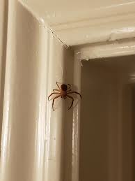 A basement or cellar is one or more floors of a building that are completely or partly below the ground floor. Id This Spider On My Bathroom Door Frame Austin Tx Spiders