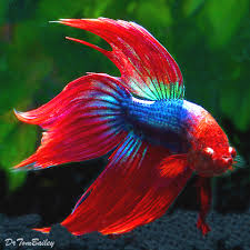 The siamese fighting fish ( betta splendens ), also known as the betta fish or just betta , is one of the most popular species of freshwater aquarium fish. Siamese Fighting Fish At Aquariumfish Net Where Shopping Online Forbetta Fish Is Fun
