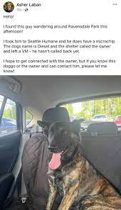 Lost Dogs of King County WA | Facebook