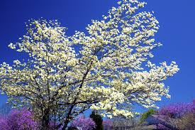 Flowering dogwood is recognized by most people for its spring floral display that can be white or pink. What Is A Flowering Dogwood Tree Home Stratosphere