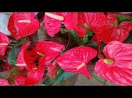 养红掌 2样肥加一招 红花齐冒 开足60天 youtube plants flowers rose