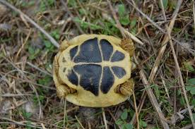 Tierärztliche fachpraxis für vögel und exoten dr. Griechische Landschildkroten Testudo Hermanni Landschildkroeten De