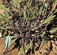 Image result for Cycnium jamesii