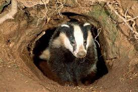 Pin Von G Bridgetown Auf Stop The Badger Cull Ausgestopftes Tier Saugetiere Dachse