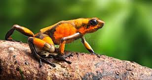 Poison Dart Frog Oophaga Histrionica Crawling In The Tropical Rain Forest Of Colombia A Poisonous Small Jungle Ani Frog Species Rainforest Animals Amphibians