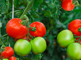 Maybe you would like to learn more about one of these? 10 Tips For Growing Great Tomatoes