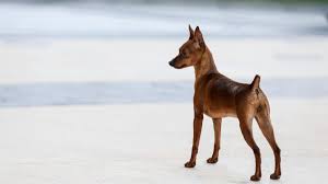 Image result for miniature pinscher