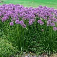 Millenium Allium Flower Landscape Perennials Hardy Perennials