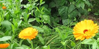 An advantage of having a wide array of experienced floral designers is being able to recognize what each and every one of our customers wants and being able to implement any style that may be needed. Edible Flower Pack