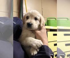 Mini goldendoodles are cuddly, very loving, and smart. Litter Of 7 Goldendoodle Labrador Retriever Mix Puppies For Sale In Gill Co Adn 180223 On Puppyfinder Com Gende Labrador Retriever Litter Of Puppies Labrador