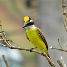Check spelling or type a new query. Bem Te Vi Pitangus Sulphuratus Wikiaves A Enciclopedia Das Aves Do Brasil