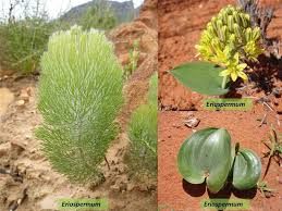 Image result for Eriospermum