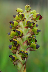 Image result for Corycium