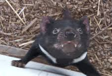 Wifflegif has the awesome gifs on the internets. Throwback Critically Endangered Tasmanian Devils
