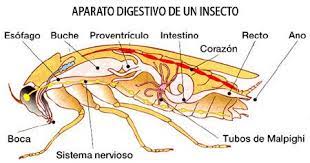 Aracnidos Insectos Aparato Digestivo Ecosistemas