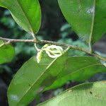 Image result for Artabotrys monteiroae