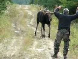 .during the rutting season in addition to the work of other moose biologists across north america. Hunter Plays With Moose During Rut Season Youtube