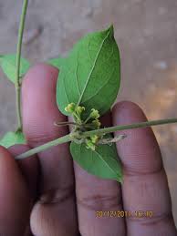 Image result for Marsdenia sylvestris
