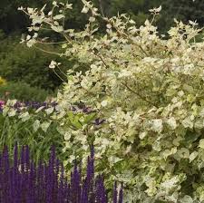 Image result for Fallopia