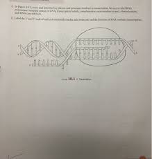 Transcription and proceed to color the bases according to the. 1 In Figure 18 1 Color And Label The Key Players And Chegg Com