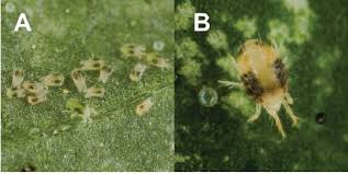 Image result for spotted spider mite