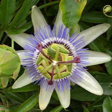 L'aubépine est un arbuste dont le bois, les fruits et les fleurs sont utilisés depuis de nombreuses années. Valeriane Aubepine Passiflore Bio Fleurance Nature