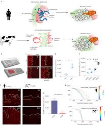 يستخدم في بعض الأحيان كخافض للحرارة و مسكن للآلام. Evolution Of Placental Invasion And Cancer Metastasis Are Causally Linked Nature Ecology Evolution