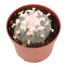It also grows in south texas in abundance but due to its vigorous harvesting, it has become. Peyote Cactus Different Sizes Buy Online Now