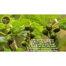 Benzena sendiri adalah hasil dari sisa pembakaran dalam. Bloom Fara Organic Baja Penggalak Buah Baja Organic Baja Buah Baja Pokok Bunga Bloom Organic Fertilizer Spray Shopee Malaysia