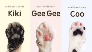 There is no doubt that your new kitten is adorable and needs a cute name to match their gorgeous appearance. International Cat Day A Bestselling Book In Japan Features Surprisingly Expressive Portraits Of Cat Paws Quartz