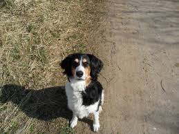 Maybe you would like to learn more about one of these? Megan Australian Shepherd Golden Retriever Mischling Mix