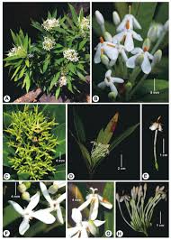 Image result for Ixora kalehensis