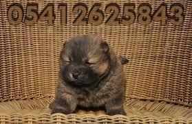 Cin Aslani Yavru Fiyatlari 05412625843 Aslan Kopek Cin