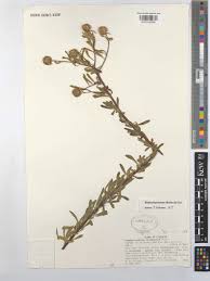 Image result for Blepharispermum pubescens