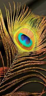 feather ريشة طاووس صورة abstract artwork abstract peacock feathers