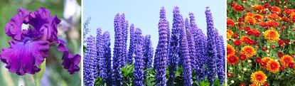 Perennial flowers that start with u. Perennial Blooming Calendar Salisbury Greenhouse Shpk