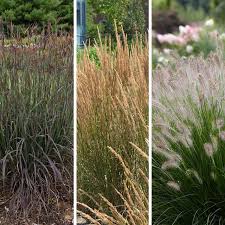 Ornamental Grasses - 7.232 - Extension