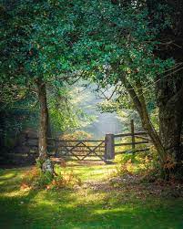 sunny day new forest national park england by ariel kozak ariel a k on instagram instagram scenery photo