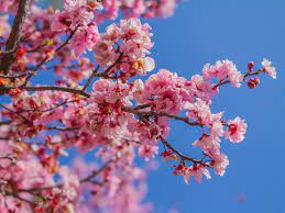 Cherry blossom trees originated in eastern asia, but today they cover much of the world. How To Grow Cherry Blossoms At Home Realestate Com Au