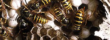 Stechende Insekten Erkennen Identifizieren Stiche Behandeln