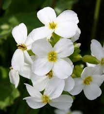 Image result for Arabis
