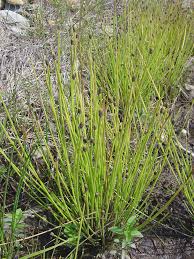 Image result for Eleocharis mutata