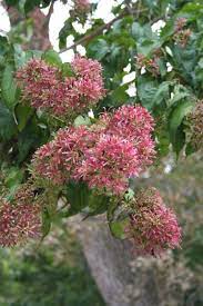Flowering trees make excellent accents when planted alone; Late Summer Blooming Trees Are Welcome Additions To Landscape Ianr News