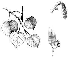Image Result For Aspen Leaf Drawing Leaf Tattoos Body Art Tattoos Nerdy Tattoos