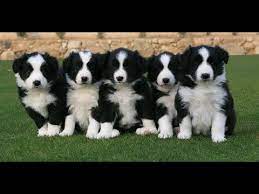 Pin By Spike On Woof Collie Puppies Border Collie Puppies Collie Puppies For Sale