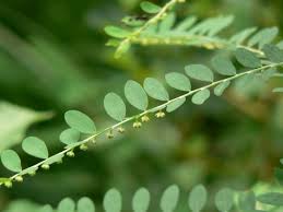 Image result for Phyllanthus